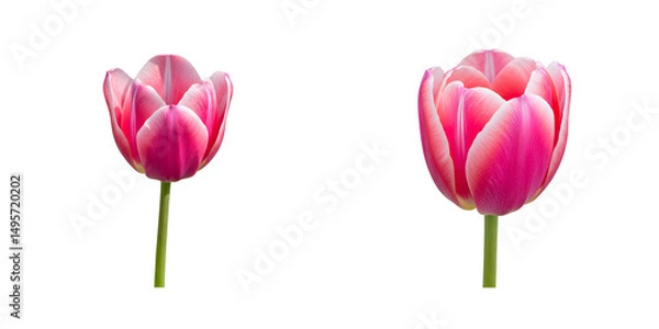 Fototapeta 可憐なピンクのチューリップ二輪