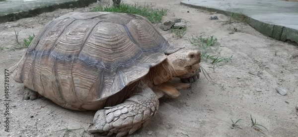 Obraz Large Tortoise Resting on Sandy Ground in Natural Habitat Under Soft Light with Grass and Stones Surrounding