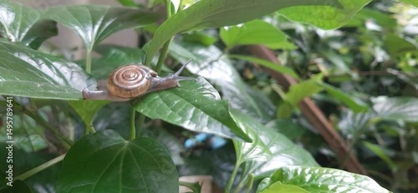 Obraz Close-up of a snail crawling on a green leaf in a lush garden environment showcasing nature's details