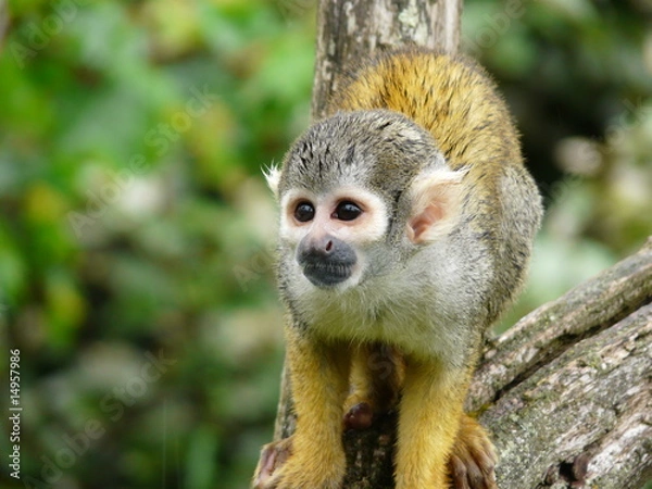 Obraz Squirrel Monkey Or Saimiri