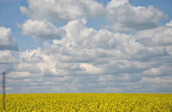 Fototapeta sky with a lot of clouds over a yellow rapeseed field
