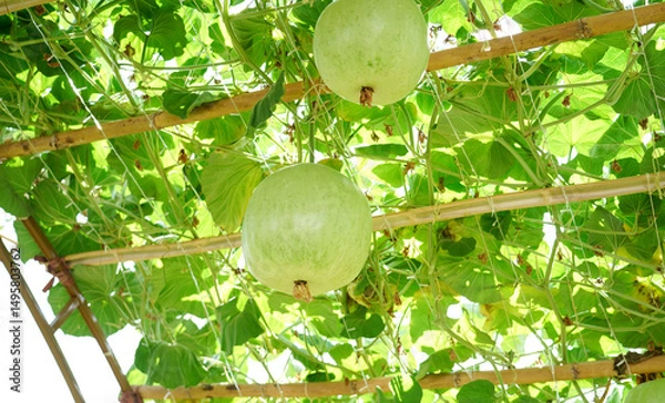 Obraz Two green winter melon,round ball shape (squash) is the ivy plant is on the trellis, hanging  on bamboo tunnel in the garden.