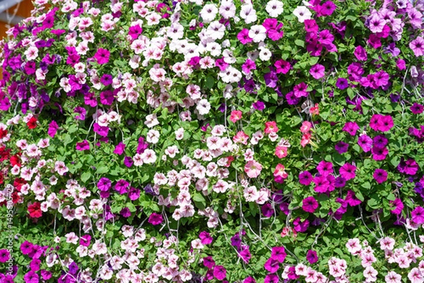 Obraz Beautiful blooming mixed pink purple Petunia bells flowers decorated in festival,  led light with blooming colorful petunias flowers in during day.