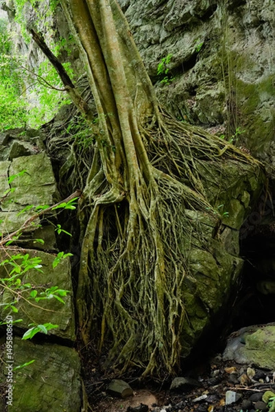 Fototapeta The base of tropical tree with large buttress roots at the edge of rock in the jungle of Thailand. Tree root ground view.Vertical.