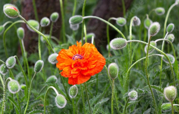 Obraz The poppy blooms in spring, in May, near the house