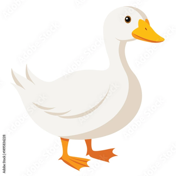 Obraz A white duck with an orange bill and feet stands looking to the left with white background