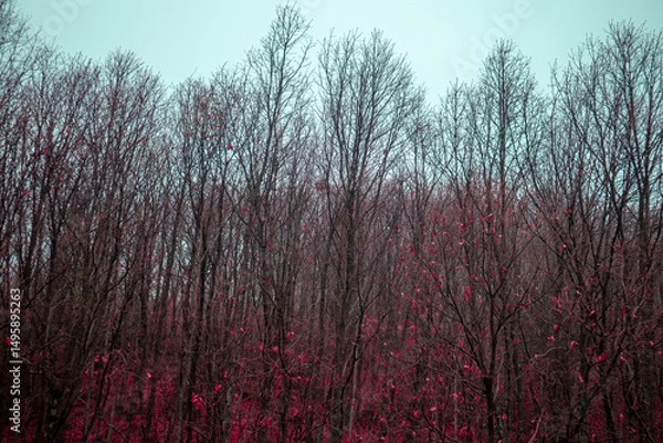 Fototapeta Forest View