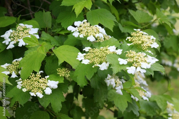 Fototapeta Common viburnum (Viburnum opulus) blooms in the garden