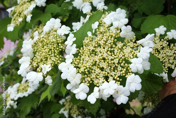 Fototapeta Common viburnum (Viburnum opulus) blooms in the garden