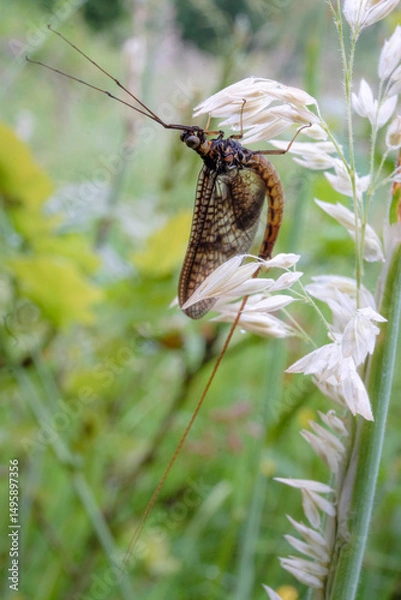 Obraz Mayfly hiding in the grass
