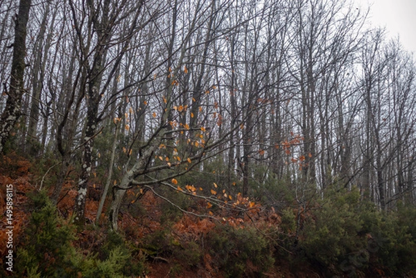 Fototapeta Forest View