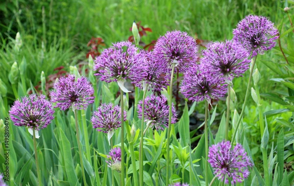 Fototapeta A perennial bulbous plant Allium blooms in the garden