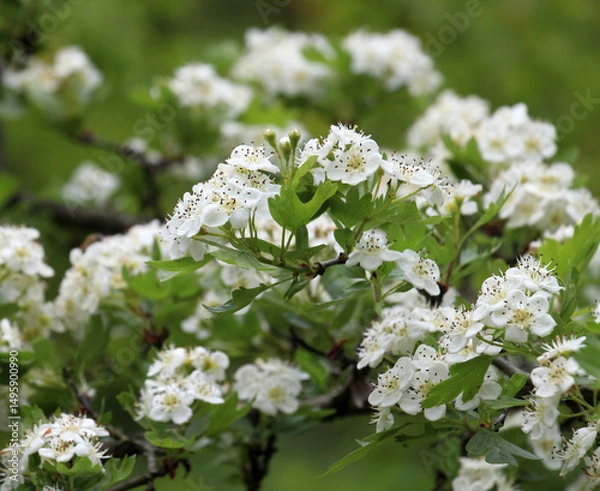 Fototapeta Hawthorn (Crataegus) blooms in nature