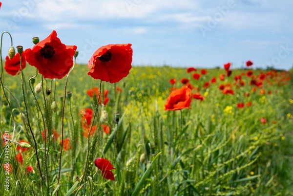 Obraz Gorgeous poppy flowers in a wheat and rapeseed field under a blue sky.