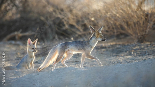 Obraz Cape fox adult moving across the dry Kalahari Desert sand in search of breakfast