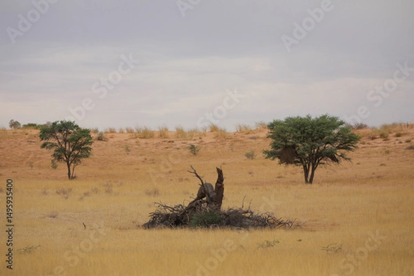 Fototapeta Dead thorn tree in the grassland of the Kalahari Desert