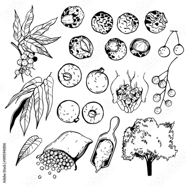 Obraz  Hand-drawn Sapindus saponaria  tree ( wingleaf soapberry, western soapberry, jaboncillo,sulluku.  Vector sketch illustration.