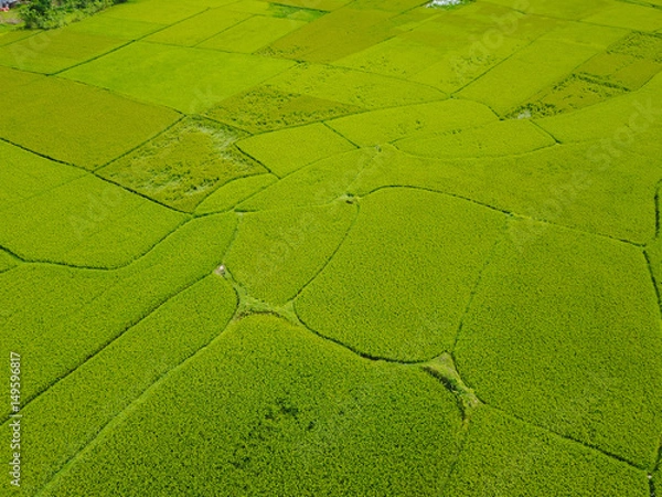 Obraz Rice fields Vietnam