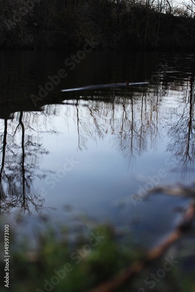 Fototapeta Reflections of Trees in a Calm River
