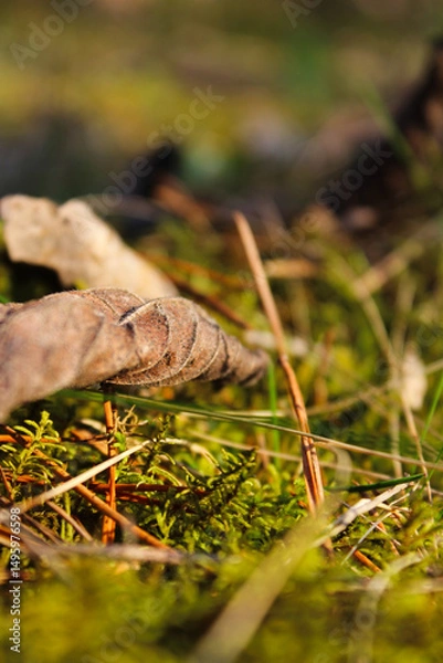 Fototapeta Close-up of a fallen leaf on moss and grass