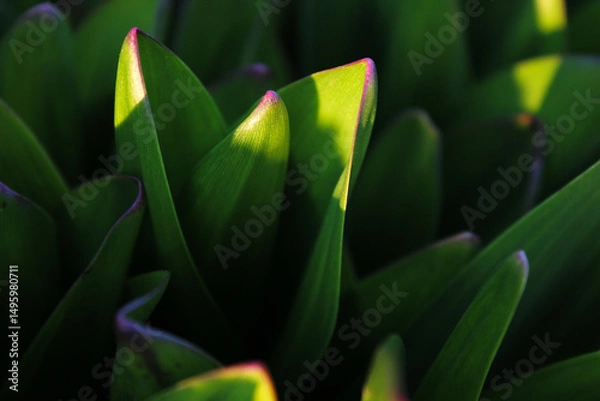 Fototapeta Close-up of vibrant green leaves with sunlight