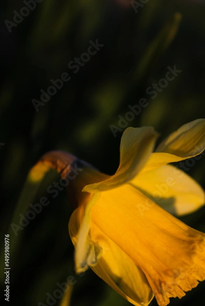 Fototapeta A sunlit daffodil in close-up, capturing the essence of spring