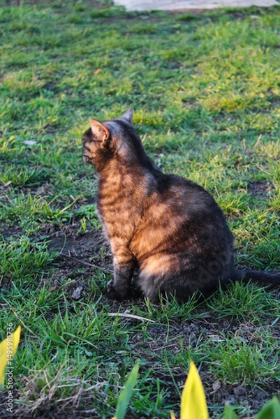 Fototapeta A cat sitting in the grass, bathed in sunlight
