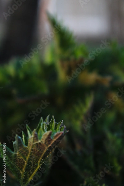 Fototapeta Close-up of a Stinging Nettle Leaf