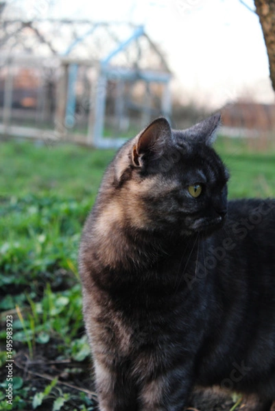 Fototapeta A stunning tortoiseshell cat in the garden, captured in a realistic style.