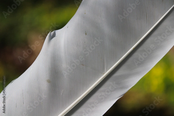 Fototapeta Close-up of a White Feather with Detailed Texture