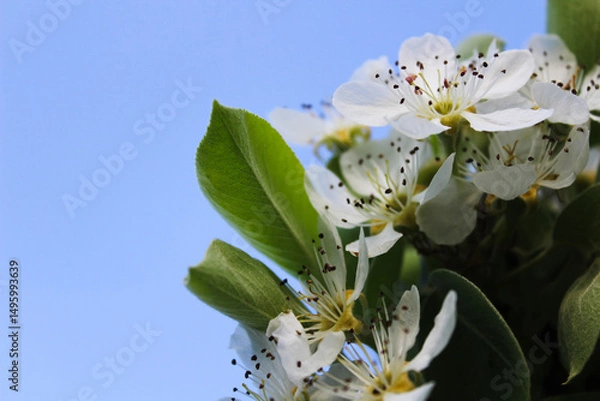 Fototapeta Close-up of delicate white pear blossoms and vibrant green leaves against a clear blue sky.