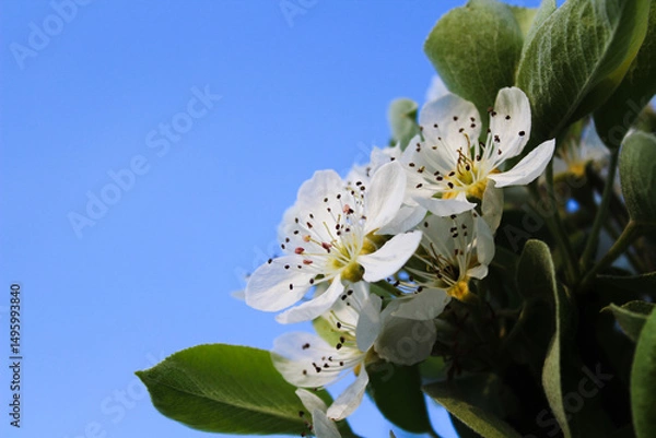 Fototapeta Close-up of Pear Blossoms in Full Bloom Against a Blue Sky
