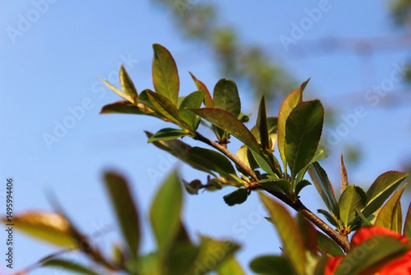 Fototapeta Close-up of vibrant green leaves on a branch against a blue sky