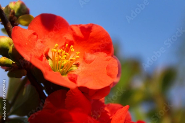 Fototapeta Close-up of a vibrant red flowering quince blossom under a bright blue sky
