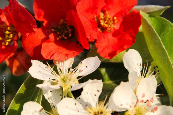Fototapeta Close-up of vibrant red and white flowering quince blossoms in spring