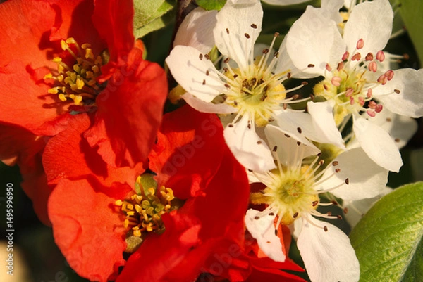 Fototapeta Close-up of Vibrant Red and White Spring Blossoms