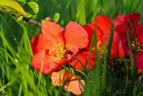 Fototapeta Close-up of vibrant red quince blossoms in spring sunlight