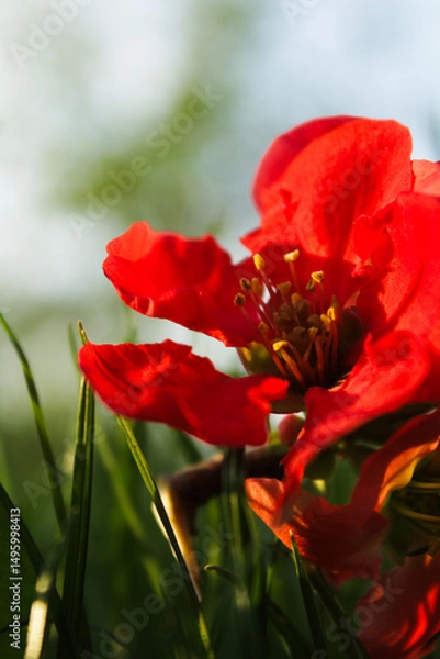 Fototapeta Close-up of a Vibrant Red Flower in Sunlight