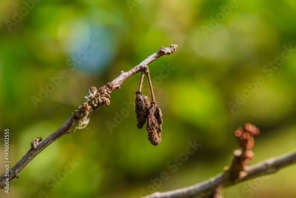 Obraz Close-up of wrinkled and dried berries on a branch. Rotten fruits of an unharvested crop