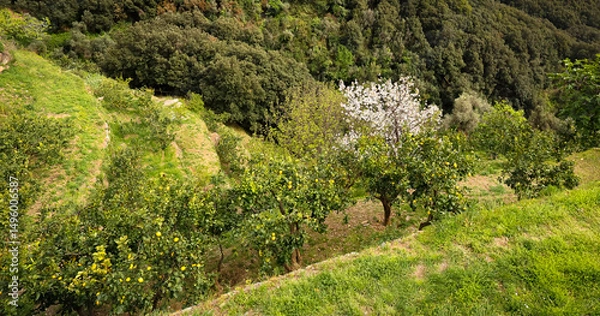 Obraz Les citronniers