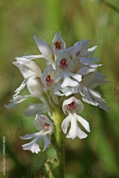 Obraz Weißling des Dreizähnigen Knabenkrauts (Neotinea tridentata)