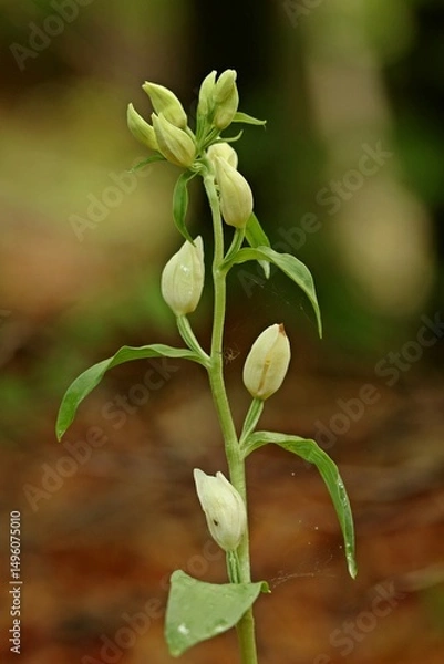 Fototapeta Weißes Waldvöglein (Cephalanthera damasonium) mit Spinne