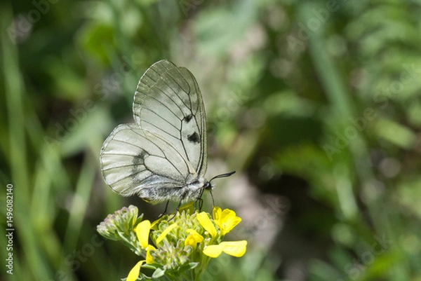 Fototapeta Dumanlı Apollo » Parnassius mnemosyne » Clouded Apollo