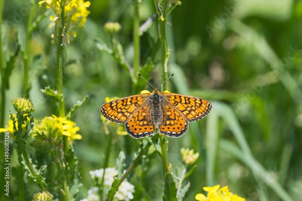 Obraz Nymphalidae / Nazuğum / Marsh Fritillary / Euphydryas aurinia