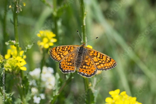 Obraz Nymphalidae / Nazuğum / Marsh Fritillary / Euphydryas aurinia