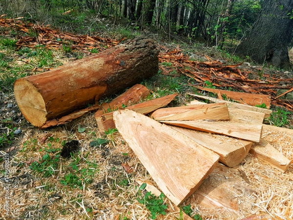 Fototapeta Chopped tree in the forest.