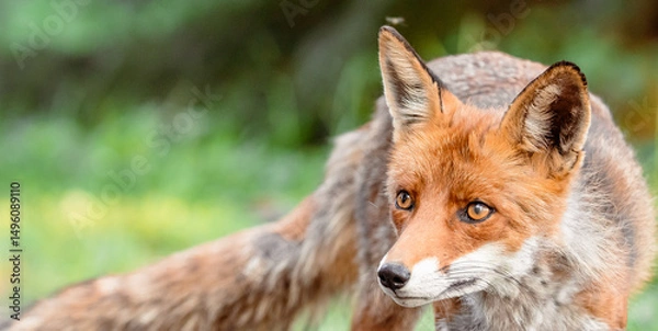 Obraz red fox portrait