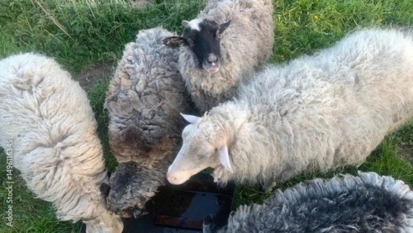 Obraz Sheep Drinking at Trough