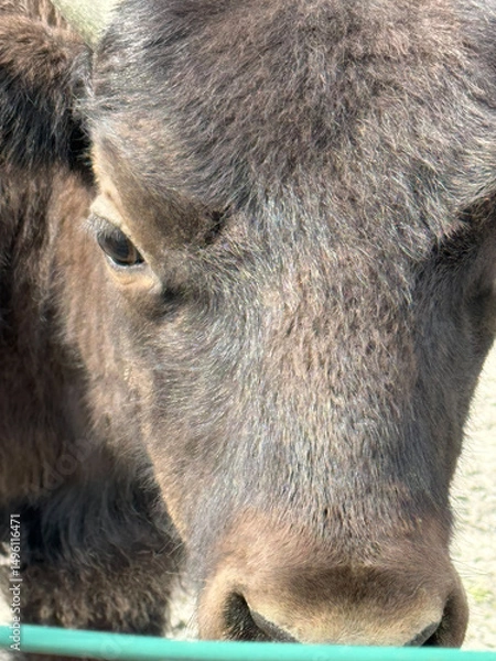 Obraz Muzzle of Bison