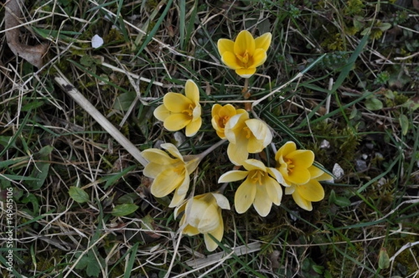 Obraz Spring flowers
